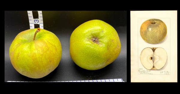 Apple Index - 
